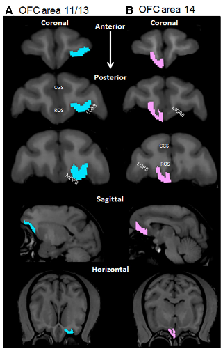 File:Burke-JNeurosci2014-fig2.png