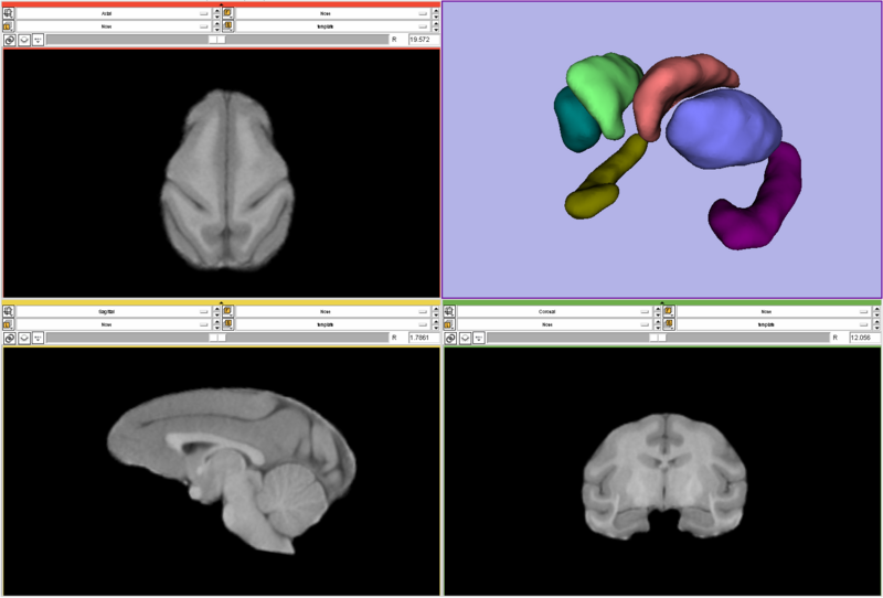 File:Vervet atlas template.png