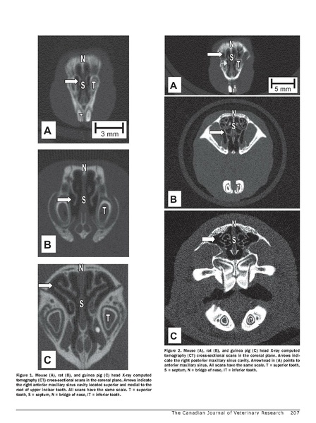 File:Phillips-CJVR2009.pdf