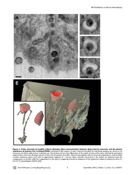 File:Bennett-PLoSPathogens2010.pdf