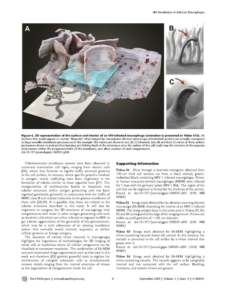 File:Bennett-PLoSPathogens2010.pdf