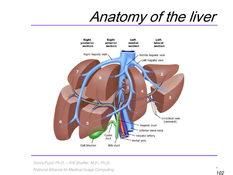 File:3DVisualization SoniaPujol RSNA2009 11-30-2009.pdf