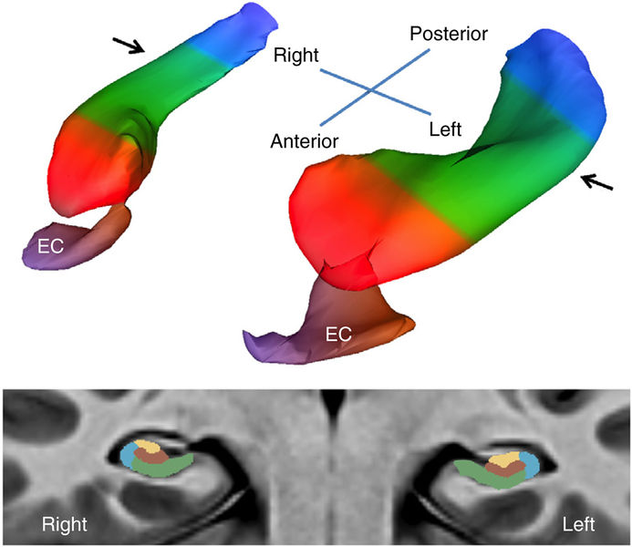 File:Brickman-NatNeurosci2014-fig1.jpg