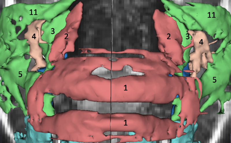 File:LipsMuscles.png