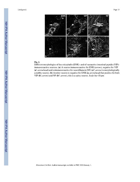 File:Lindig-HistochemCellBiol2009.pdf