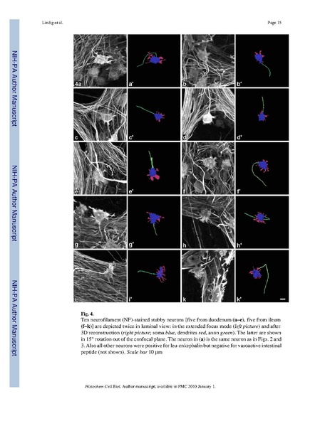 File:Lindig-HistochemCellBiol2009.pdf