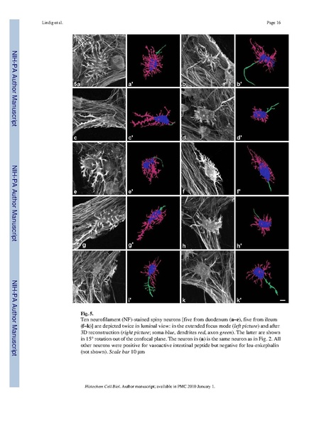 File:Lindig-HistochemCellBiol2009.pdf