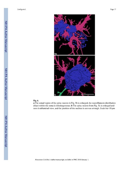 File:Lindig-HistochemCellBiol2009.pdf