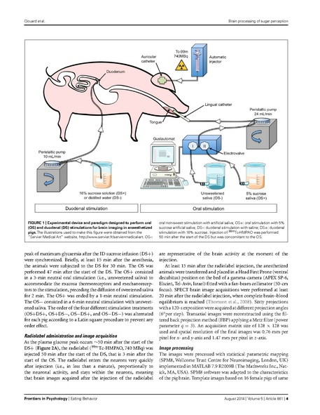 File:Clouard-FrontPsychol2014.pdf