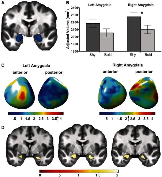 File:Clauss-SocCognAffectNeurosci2014-fig1.jpg