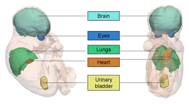 File:Anquez-EMBS2007-fig6.png