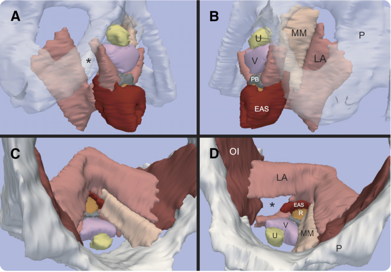 File:Margulies-AJOG2007-fig2.png