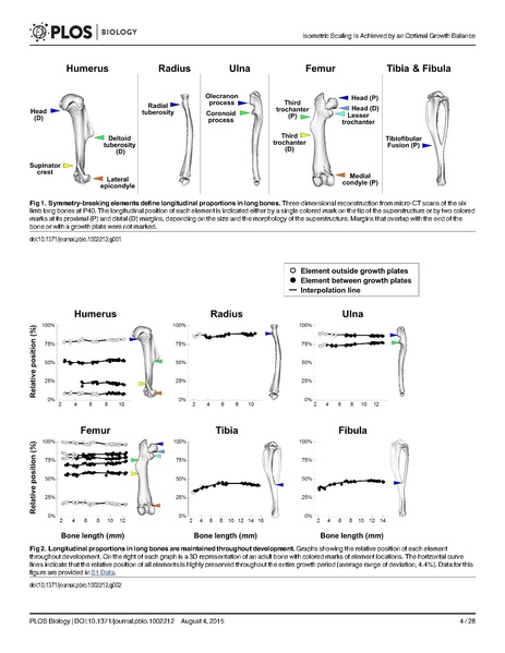 File:Stern-PLoSBiol2015.pdf