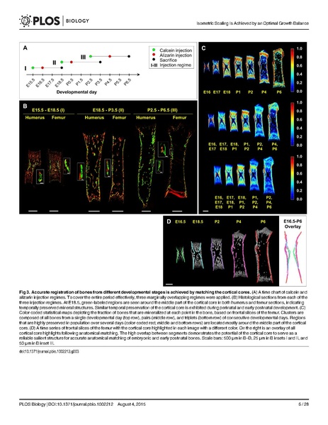 File:Stern-PLoSBiol2015.pdf