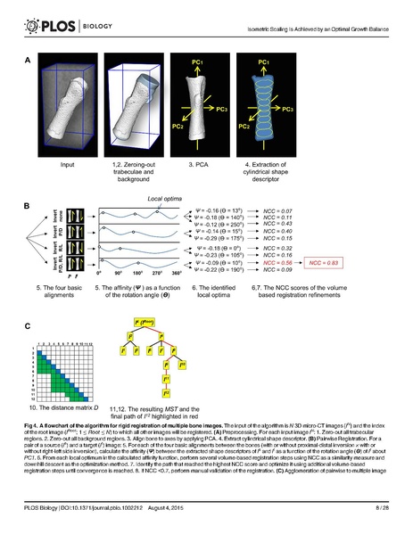 File:Stern-PLoSBiol2015.pdf