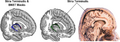 Avery-Neuroimage2014-fig3.png