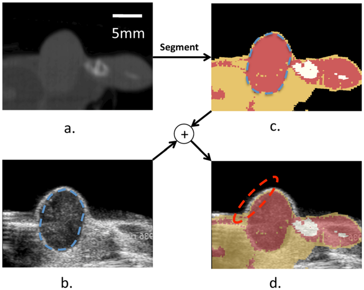 File:Caskey-PLoSONE2011-fig6.png