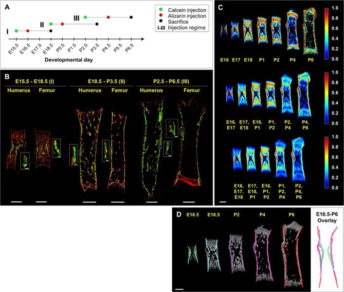 File:Stern-PLoSBiol2015-fig3.png